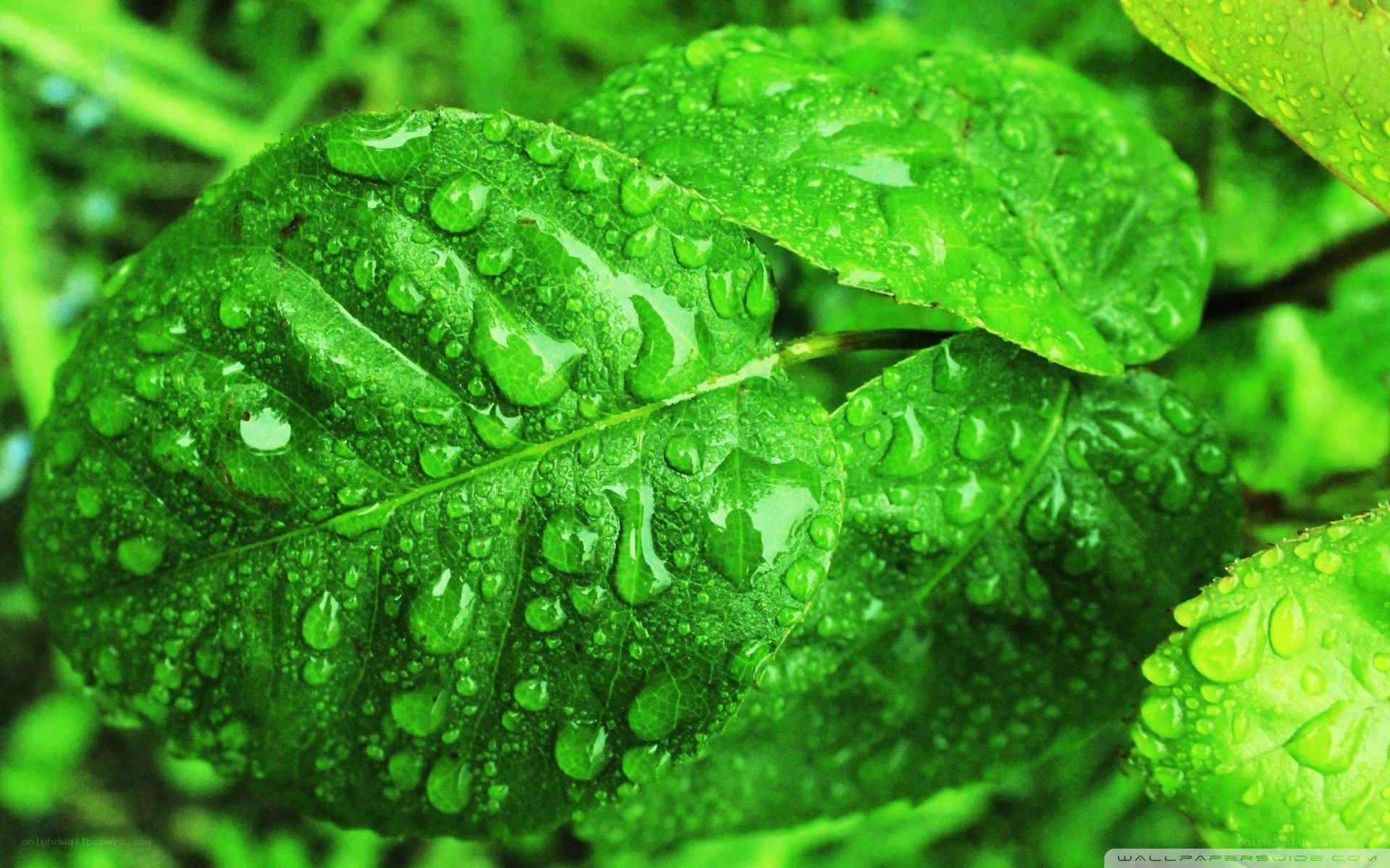 Green leaf with water droplets