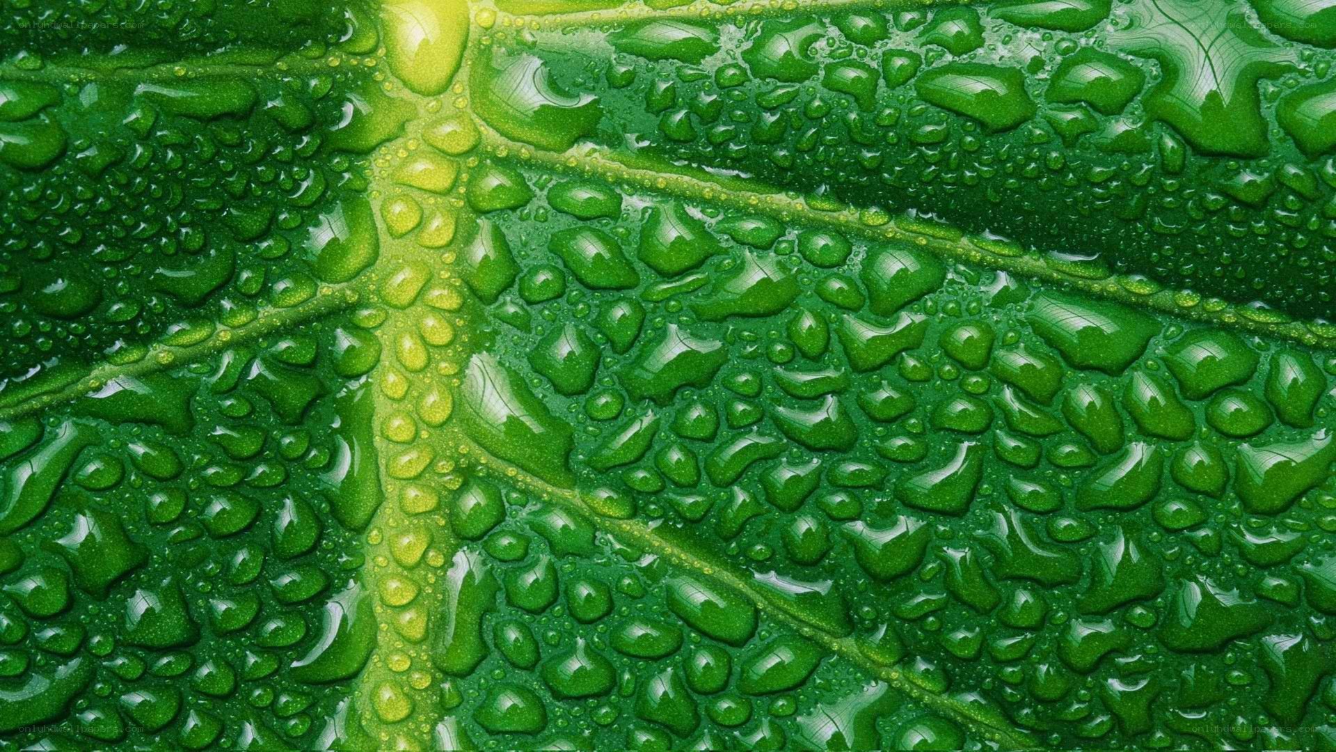 Green leaf with water droplets