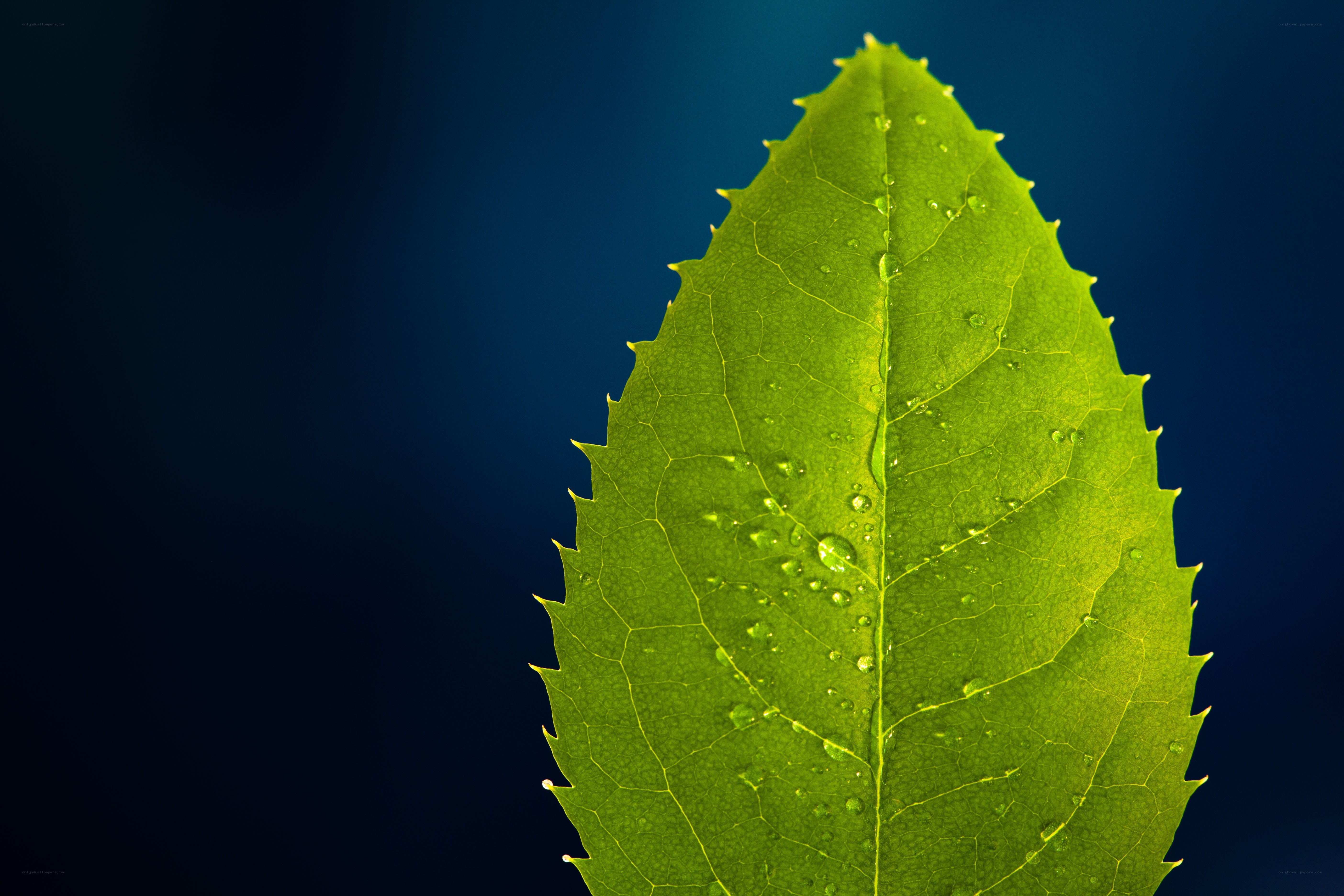 Green leaf with water droplets