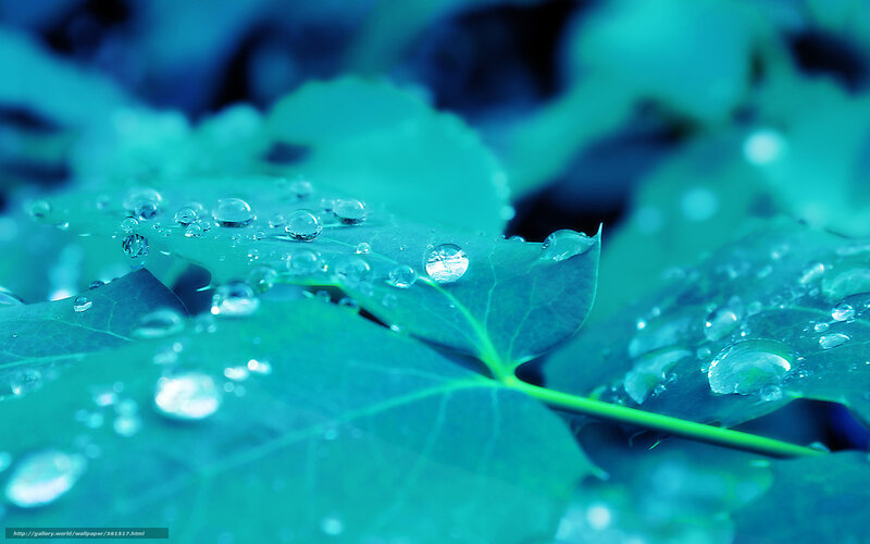 Green Leaf with Water Droplets — Blue, Serene