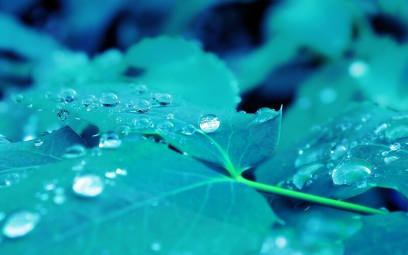 Green Leaf with Water Droplets — Blue
