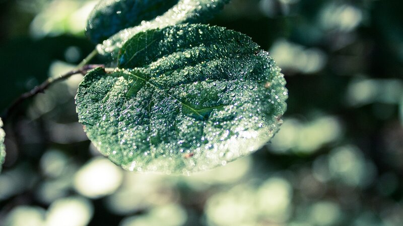 Green Leaf with Water Droplets — Branch, White