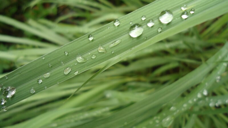 Green Leaf with Water Droplets — Calm, Morning, Photograph, Water Droplets, Grass, White