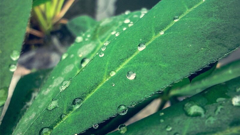 Green Leaf with Water Droplets — Calm, Morning, Photograph, Water Droplets, Leaf Veins, Plant