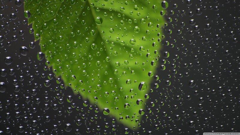 Green Leaf with Water Droplets — Calm, Photograph, Dark Background