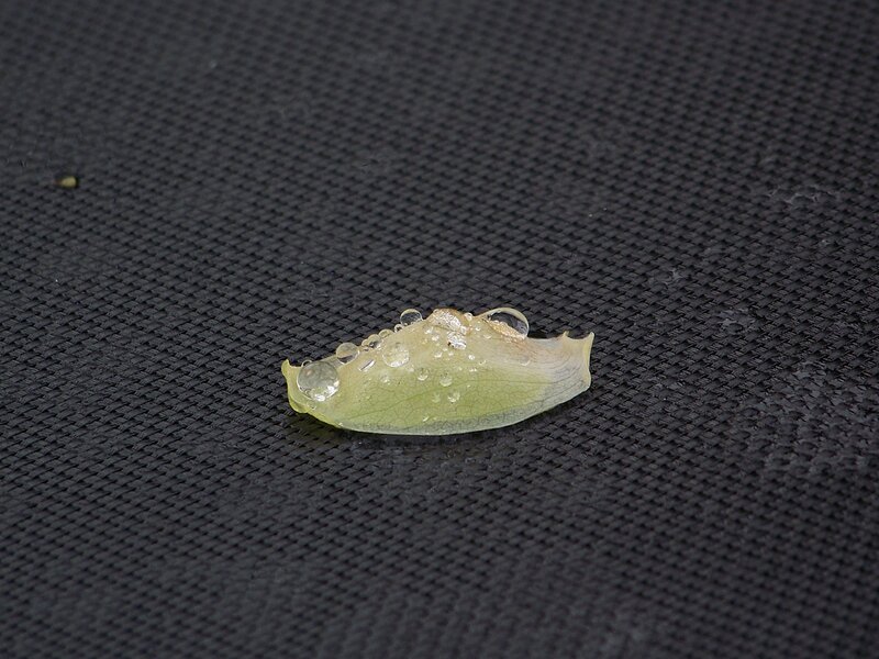 Green Leaf with Water Droplets — Calm, Photograph