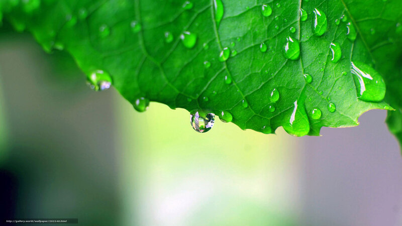 Green Leaf with Water Droplets — Calm, Photograph, Water Droplet, Background