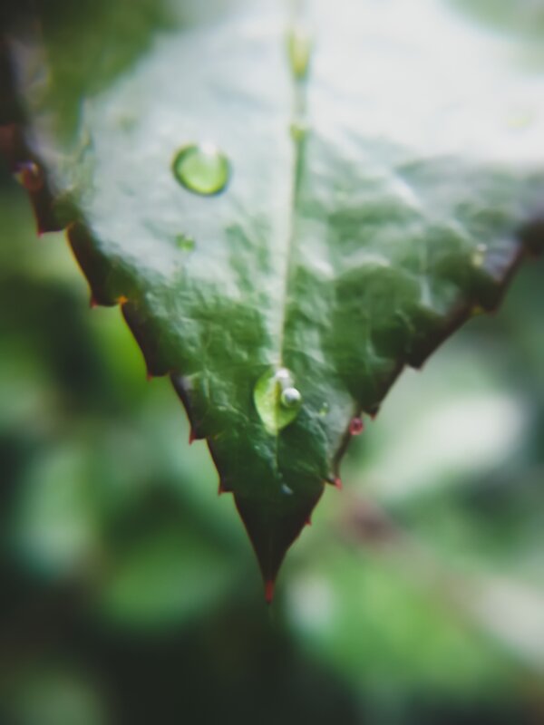 Green Leaf with Water Droplets — Calm, Photograph, Water Droplet, Spines