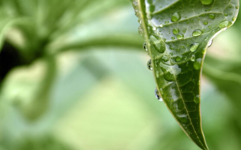Green Leaf with Water Droplets — Calm, Photograph, Water Droplets, Background, White