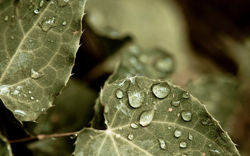 Green Leaf with Water Droplets — Calm, Photograph, Water Droplets, Leaf Veins, Spines