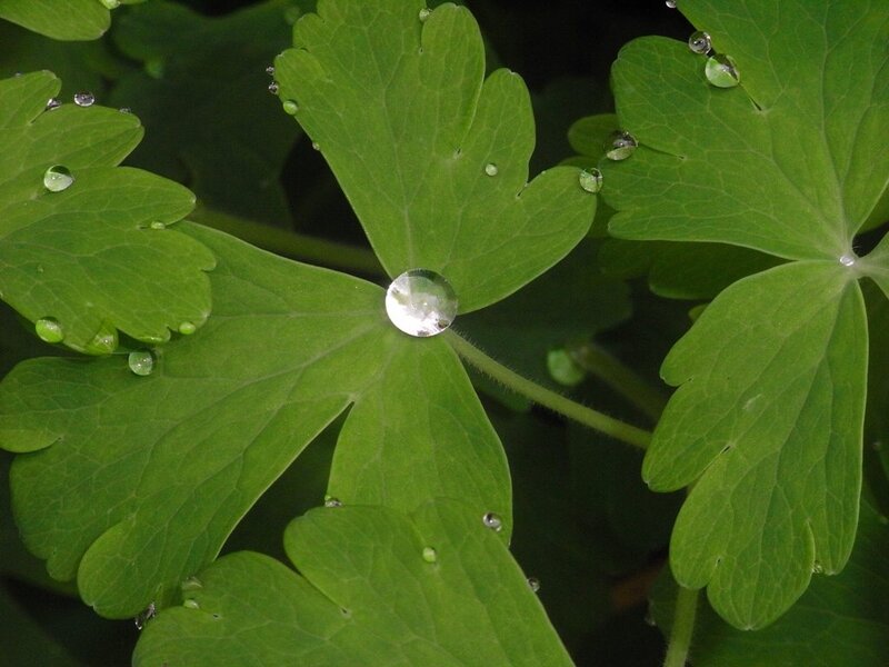 Green Leaf with Water Droplets — Calm, Photograph, Water Droplets, Leaf Veins, Stem