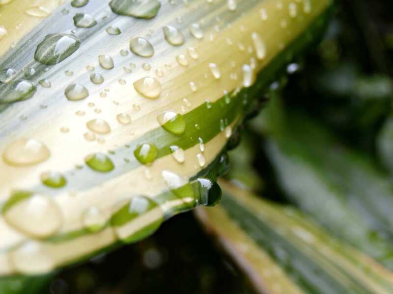 Green Leaf with Water Droplets — Calm, Photograph, Water Droplets, Plant