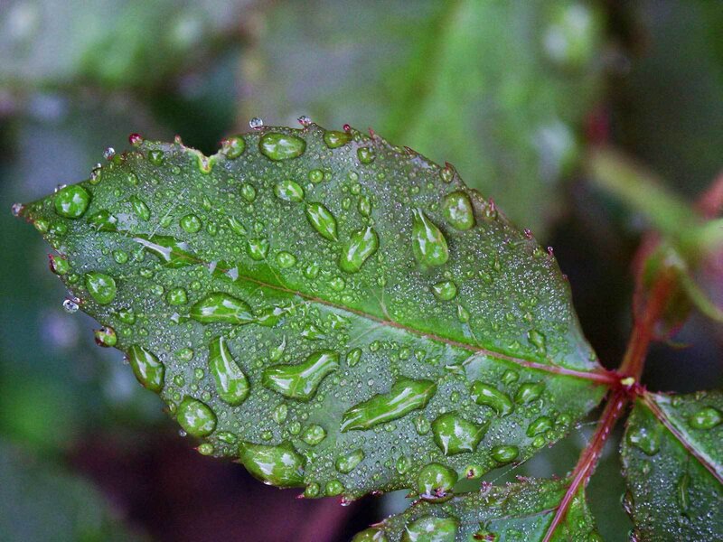 Green Leaf with Water Droplets — Calm, Photograph, Water Droplets, Stem, Red