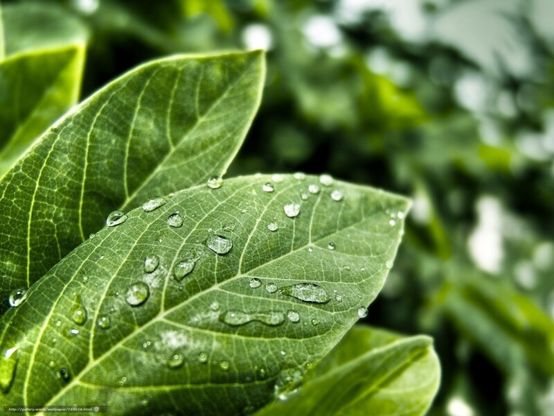 Green Leaf with Water Droplets — Calm, Photograph, Water Droplets, Veins