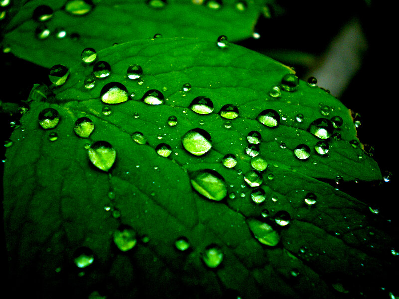 Green Leaf with Water Droplets — Damp, Photograph, Water Droplets