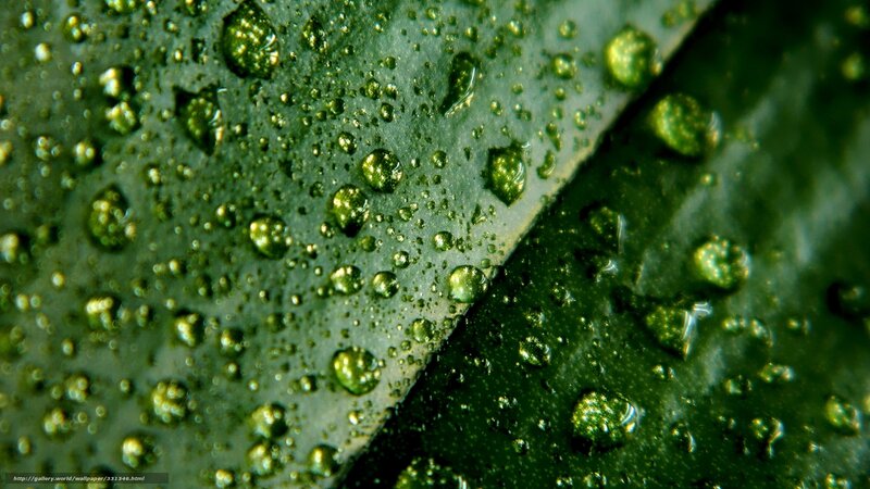 Green Leaf with Water Droplets — Damp