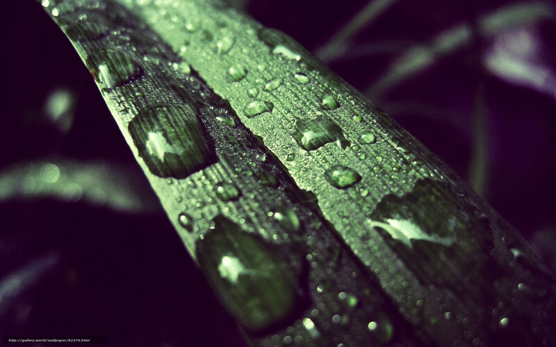 Green Leaf with Water Droplets — Dramatic, Photograph