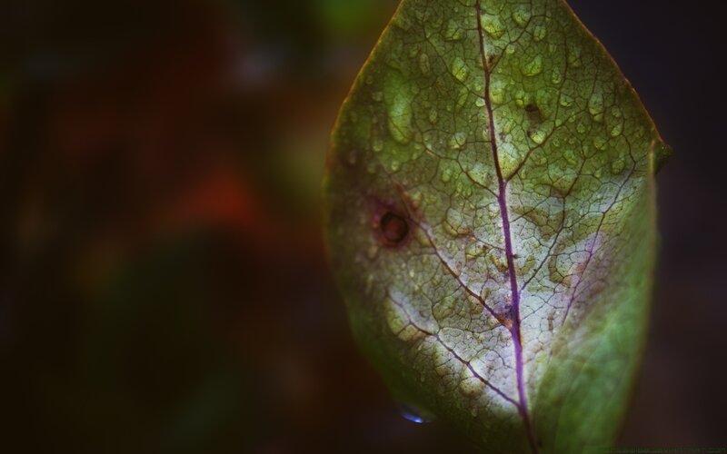 Green Leaf with Water Droplets — Dramatic, Photograph, Water Droplets, Leaf Veins, Brown Spot