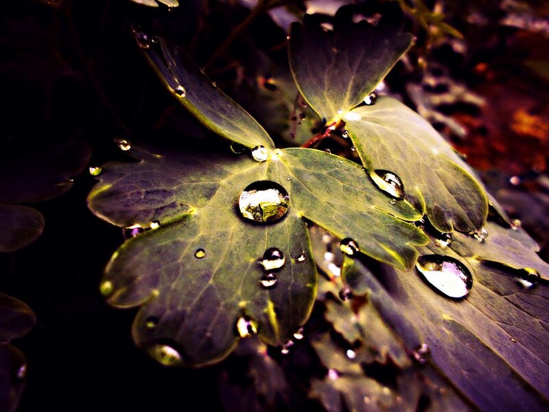 Green Leaf with Water Droplets — Dramatic, Photograph, Water Droplets, Leaf Veins
