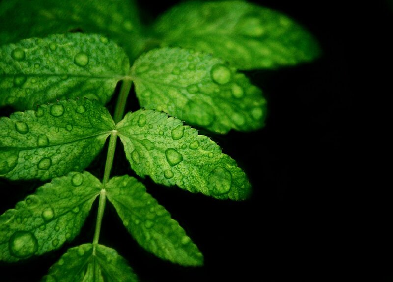 Green Leaf with Water Droplets — Dramatic, Photograph, Water Droplets