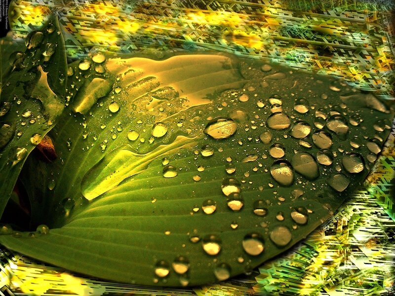 Green Leaf with Water Droplets — Dramatic