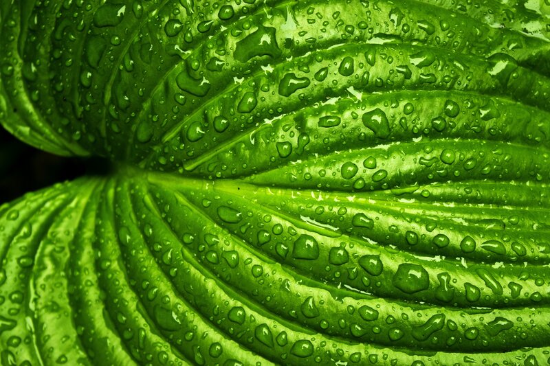 Green Leaf with Water Droplets — Fresh, Photograph, Water Droplets, Leaf Veins