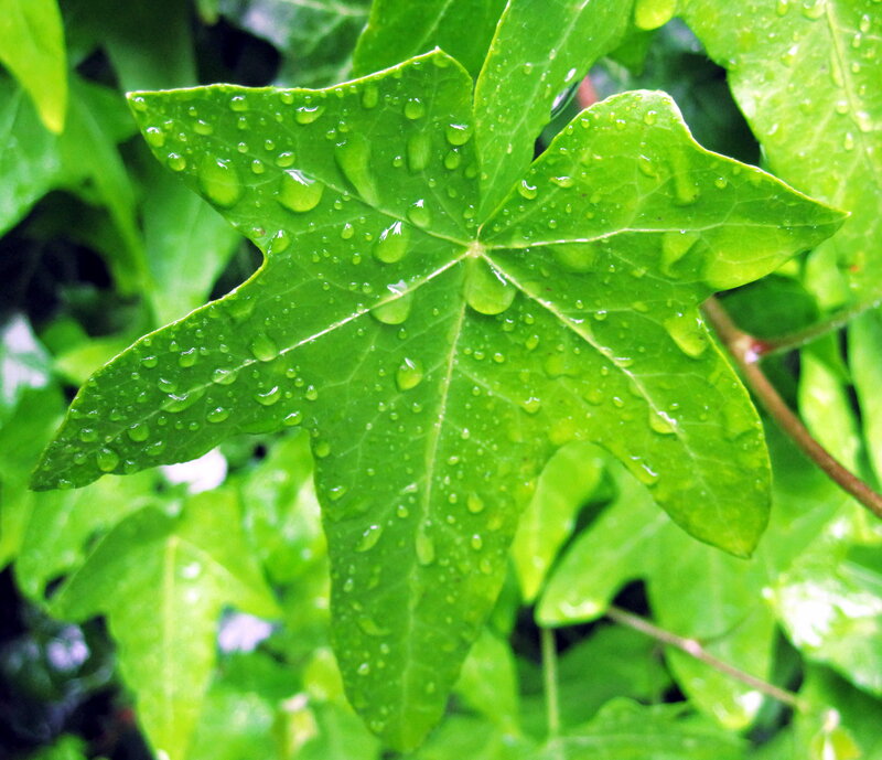 Green Leaf with Water Droplets — Fresh