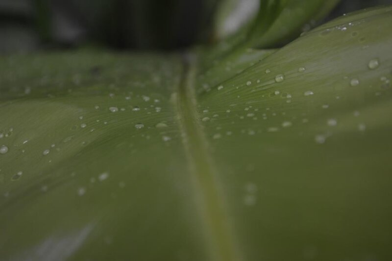 Green Leaf with Water Droplets — Leaf Vein, White