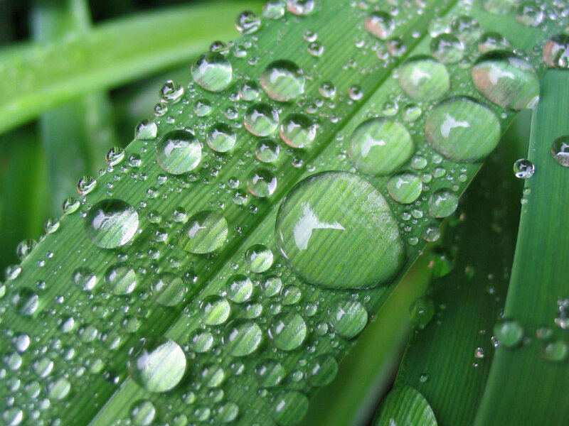 Green Leaf with Water Droplets — Leaf Veins, Clear