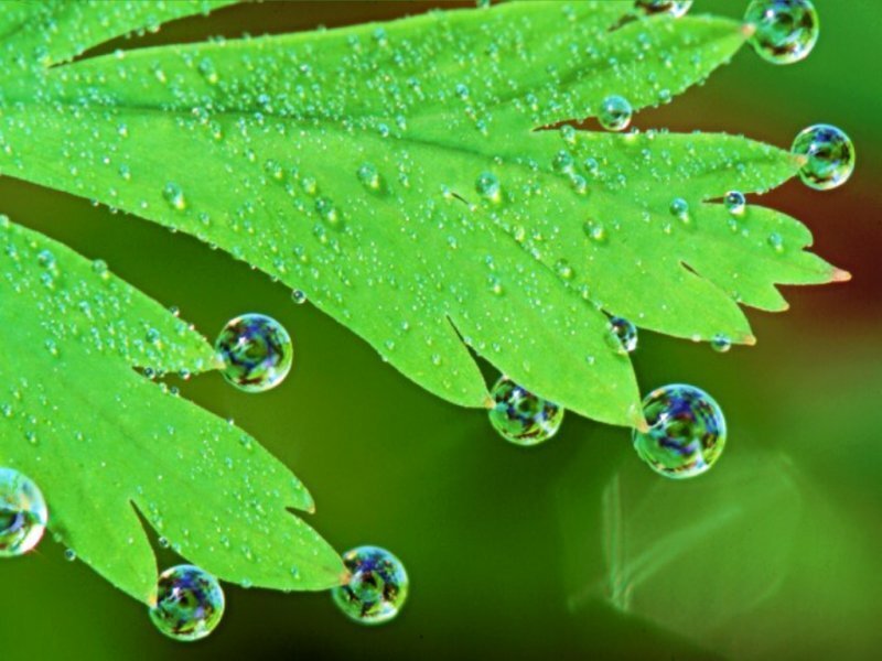 Green Leaf with Water Droplets — Morning, Blue