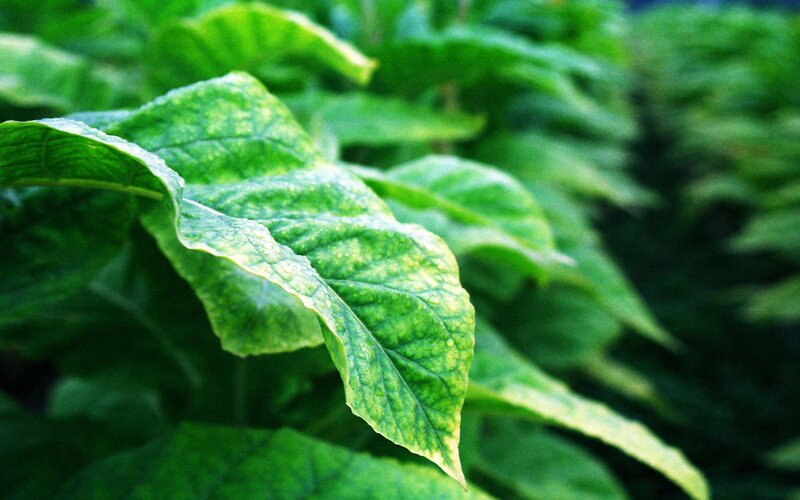 Green Leaf with Water Droplets — Natural, Photograph, Water Droplets, Plant