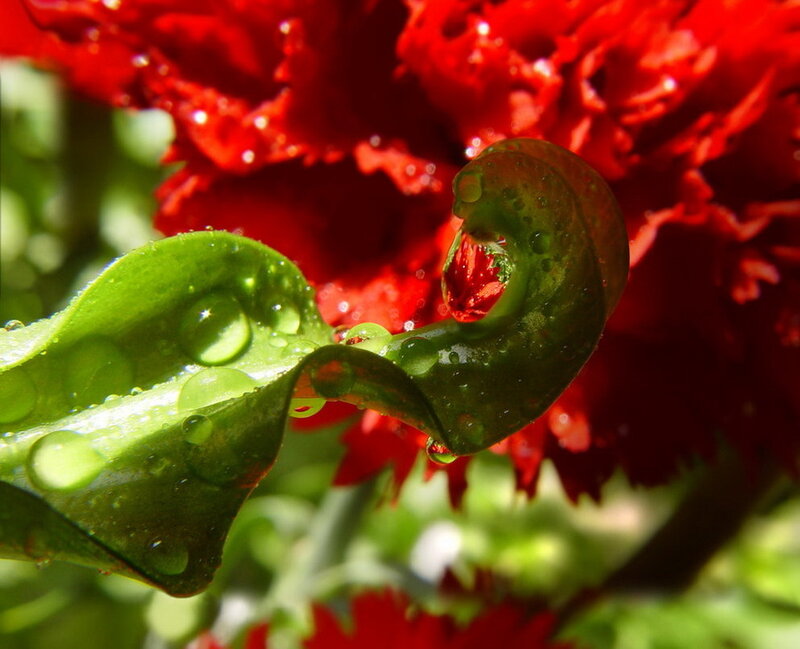 Green Leaf with Water Droplets — Red