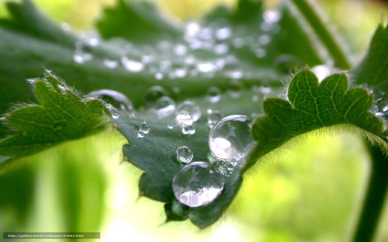 Green Leaf with Water Droplets — Serene, Morning, Photograph, Water Droplet