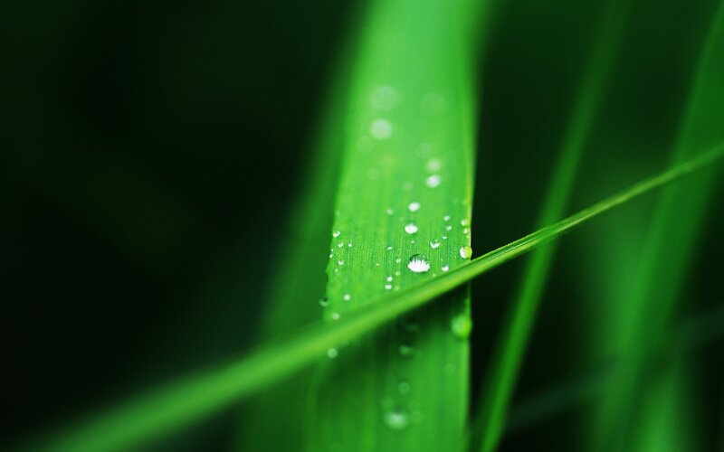 Green Leaf with Water Droplets — Serene, Morning, Photograph, Water Droplets, Grass, Black