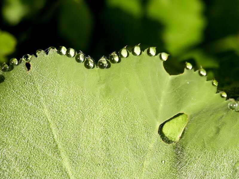 Green Leaf with Water Droplets — Serene, Morning, Photograph, Water Droplets, Hole