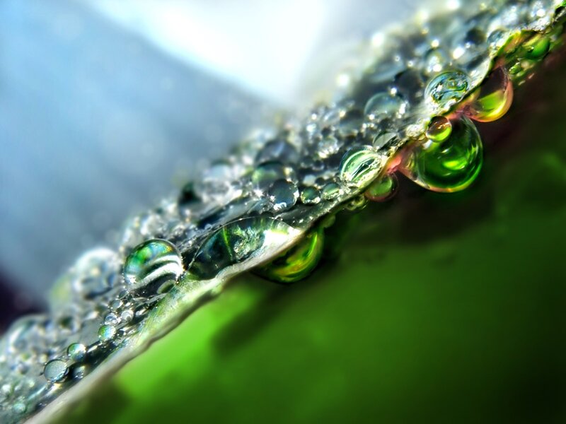 Green Leaf with Water Droplets — Serene, Morning, Photograph, Water Droplets, Light, Blue