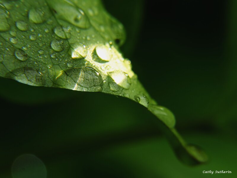 Green Leaf with Water Droplets — Serene, Morning, Photograph, Water Droplets, Light