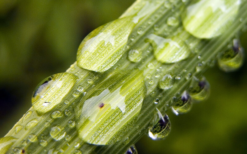 Green Leaf with Water Droplets — Serene, Morning, Photograph, Water Droplets, Macro