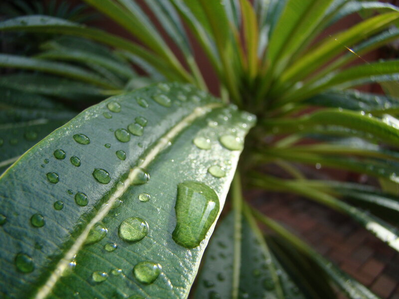 Green Leaf with Water Droplets — Serene, Morning, Photograph, Water Droplets, Plant, White