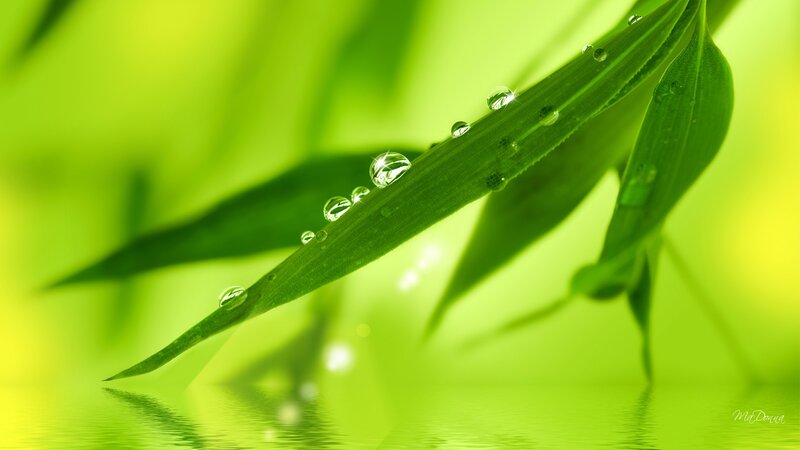 Green Leaf with Water Droplets — Serene, Morning, Photograph, Water Droplets, Reflection