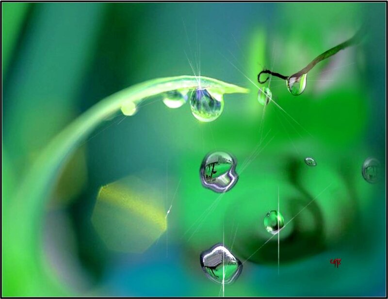 Green Leaf with Water Droplets — Serene, Morning, Photograph, Water Droplets, Spiderweb