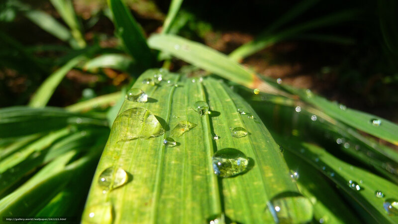 Green Leaf with Water Droplets — Serene, Morning, Photograph, Water Droplets, Sunlight, Grass