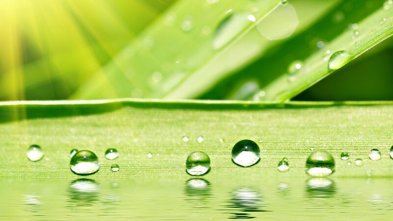 Green Leaf with Water Droplets — Serene, Morning, Photograph, Water Droplets, Sunlight, Reflection
