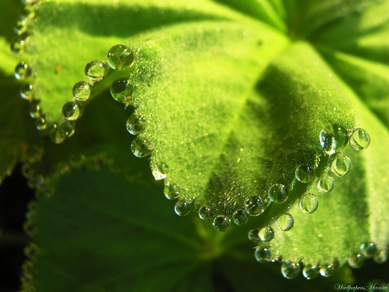 Green Leaf with Water Droplets — Serene, Morning, Photograph, Water Droplets, White, Wallpapersmania