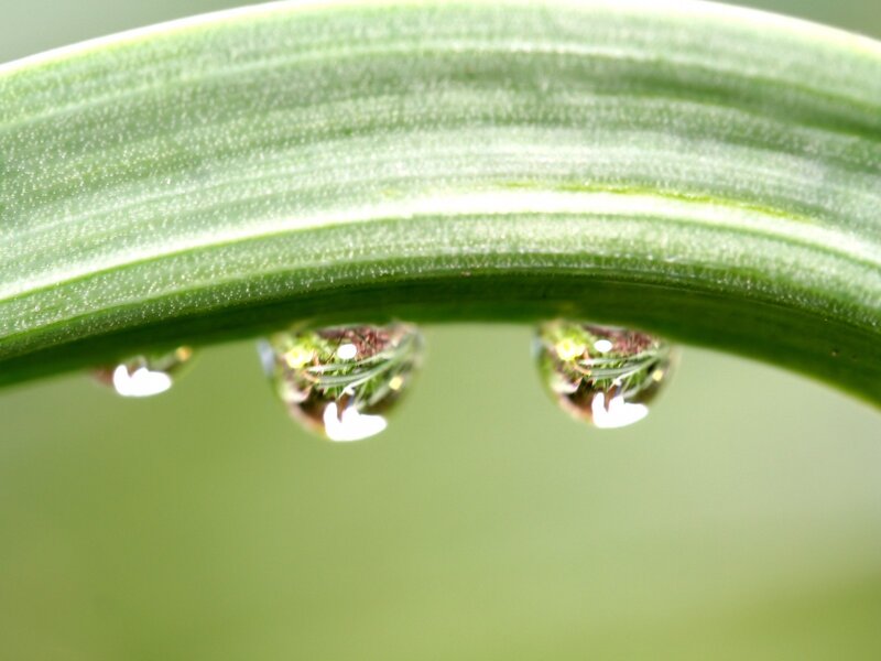 Green Leaf with Water Droplets — Serene, Morning, Photograph, White