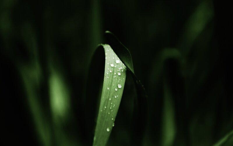 Green Leaf with Water Droplets — Serene, Night, Photograph, Water Droplets, Black