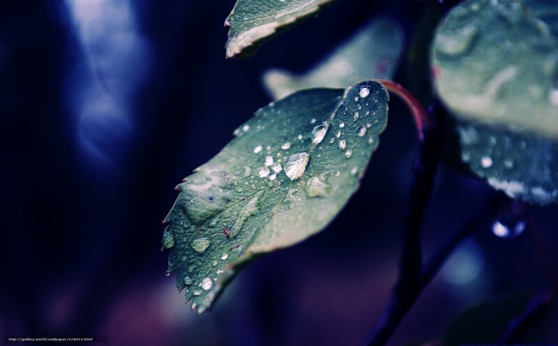 Green Leaf with Water Droplets — Serene, Night