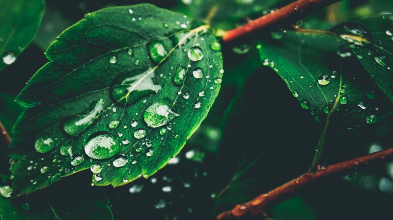 Green Leaf with Water Droplets — Serene, Photograph, Branch