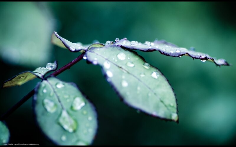 Green Leaf with Water Droplets — Serene, Photograph, Stem