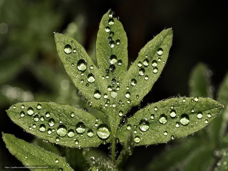 Green Leaf with Water Droplets — Serene, Photograph